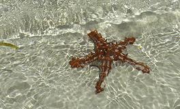 Starfish in the beautiful Indian ocean